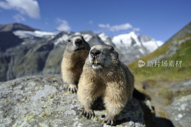 高山土拨鼠 (Marmota marmota)